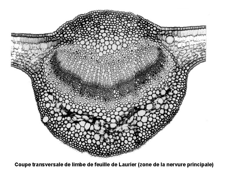 Coupe transversale de limbe de feuille de Laurier (zone de la nervure principale) 