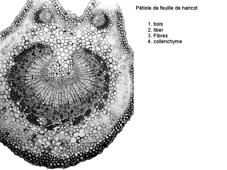 Pétiole de feuille de haricot 1. bois 2. liber 3. Fibres 4. collenchyme 