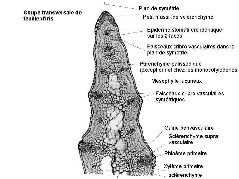 Coupe transversale de feuille d'iris Plan de symétrie Petit massif de sclérenchyme Épiderme stomatifère