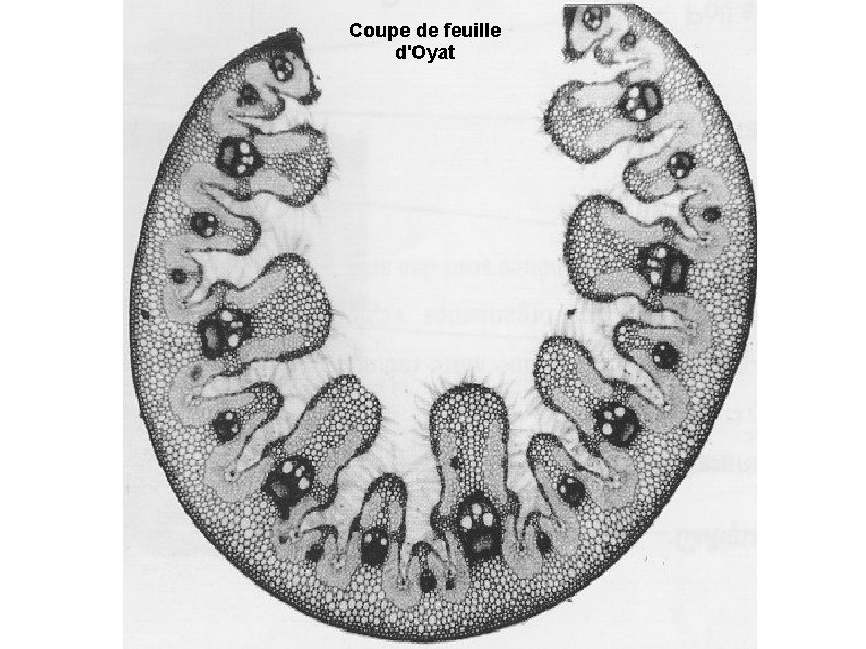 Coupe de feuille d'Oyat 