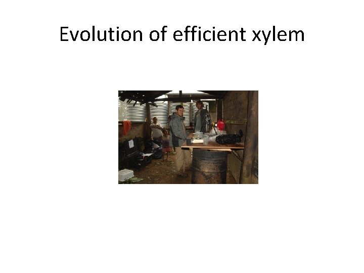 Evolution of efficient xylem 