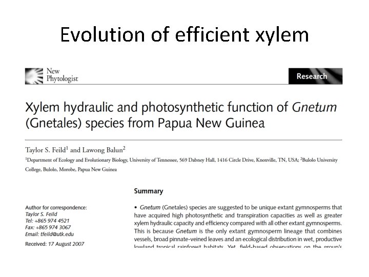 Evolution of efficient xylem 