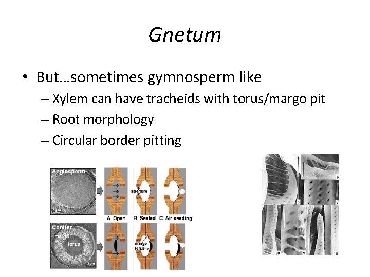 Gnetum • But…sometimes gymnosperm like – Xylem can have tracheids with torus/margo pit –