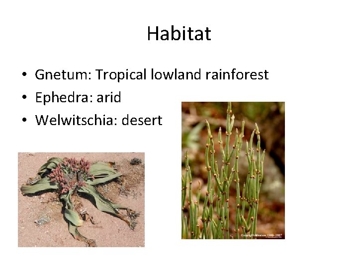 Habitat • Gnetum: Tropical lowland rainforest • Ephedra: arid • Welwitschia: desert 