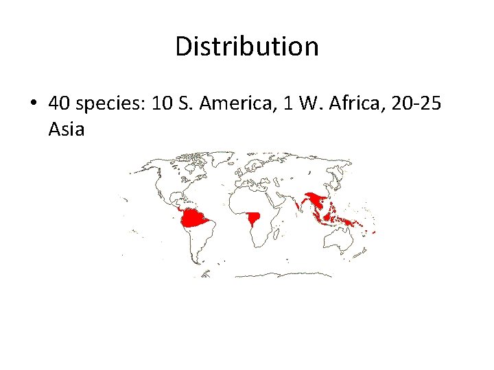 Distribution • 40 species: 10 S. America, 1 W. Africa, 20 -25 Asia 