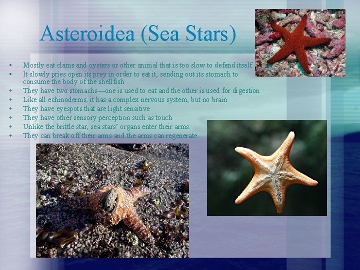 Asteroidea (Sea Stars) • • Mostly eat clams and oysters or other animal that Asteroidea (Sea Stars) • • Mostly eat clams and oysters or other animal that