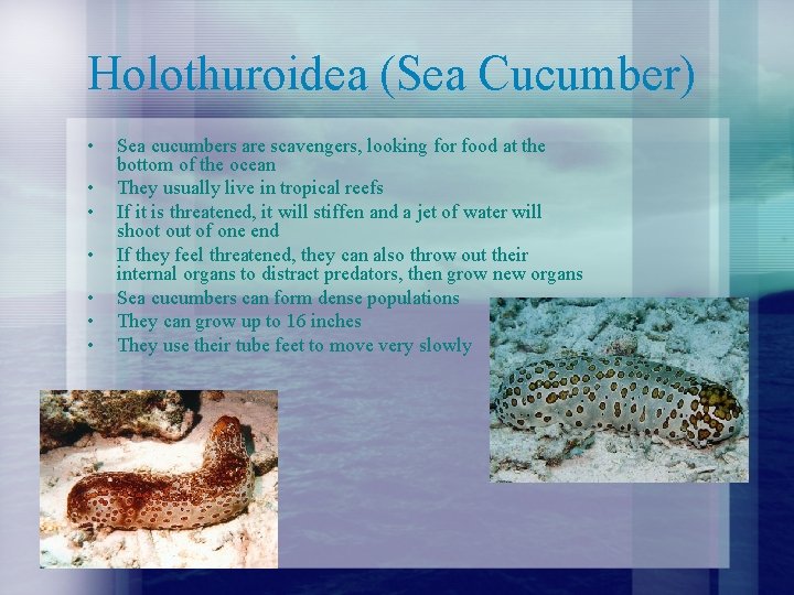 Holothuroidea (Sea Cucumber) • • Sea cucumbers are scavengers, looking for food at the Holothuroidea (Sea Cucumber) • • Sea cucumbers are scavengers, looking for food at the