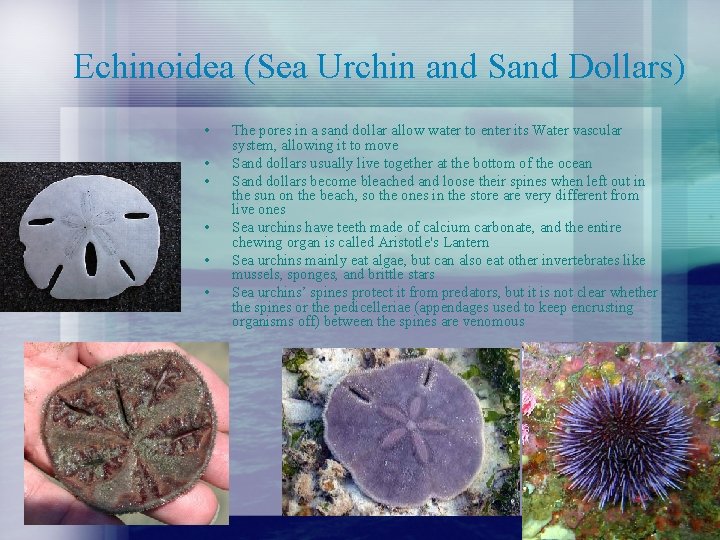 Echinoidea (Sea Urchin and Sand Dollars) • • • The pores in a sand Echinoidea (Sea Urchin and Sand Dollars) • • • The pores in a sand