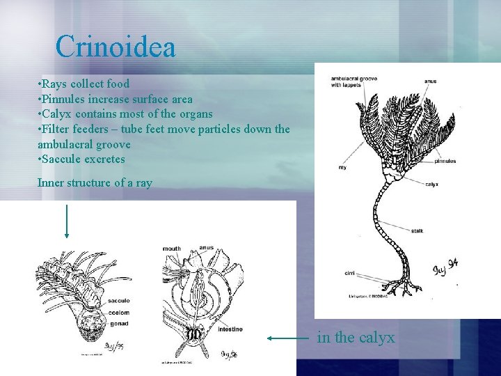 Crinoidea • Rays collect food • Pinnules increase surface area • Calyx contains most Crinoidea • Rays collect food • Pinnules increase surface area • Calyx contains most
