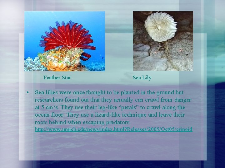 Feather Star Sea Lily • Sea lilies were once thought to be planted in Feather Star Sea Lily • Sea lilies were once thought to be planted in