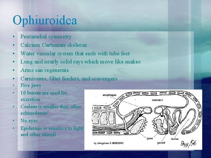 Ophiuroidea • • • Pentaradial symmetry Calcium Carbonate skeleton Water vascular system that ends Ophiuroidea • • • Pentaradial symmetry Calcium Carbonate skeleton Water vascular system that ends
