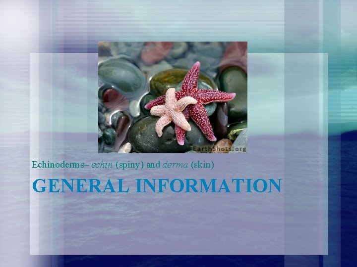 Echinoderms– echin (spiny) and derma (skin) GENERAL INFORMATION Echinoderms– echin (spiny) and derma (skin) GENERAL INFORMATION