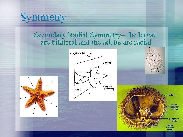 Symmetry Secondary Radial Symmetry– the larvae are bilateral and the adults are radial Symmetry Secondary Radial Symmetry– the larvae are bilateral and the adults are radial