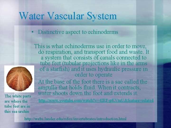 Water Vascular System • Distinctive aspect to echinoderms This is what echinoderms use in Water Vascular System • Distinctive aspect to echinoderms This is what echinoderms use in