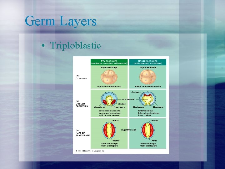 Germ Layers • Triploblastic Germ Layers • Triploblastic