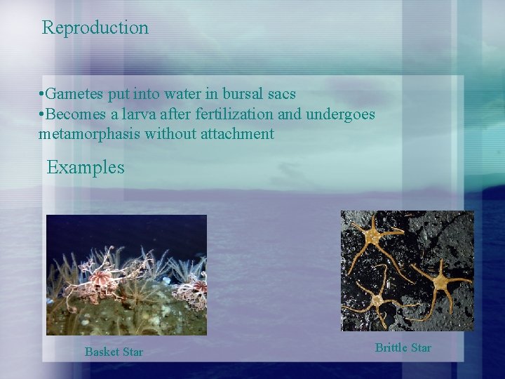 Reproduction • Gametes put into water in bursal sacs • Becomes a larva after Reproduction • Gametes put into water in bursal sacs • Becomes a larva after