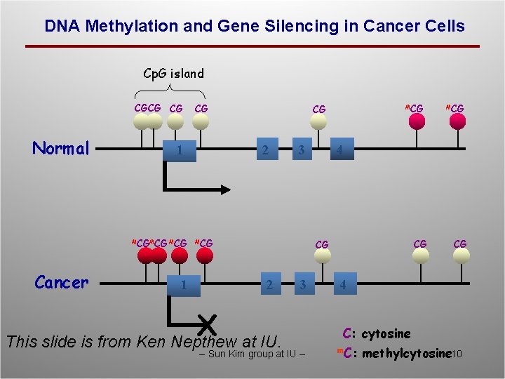 DNA Methylation and Gene Silencing in Cancer Cells Cp. G island CGCG CG Normal