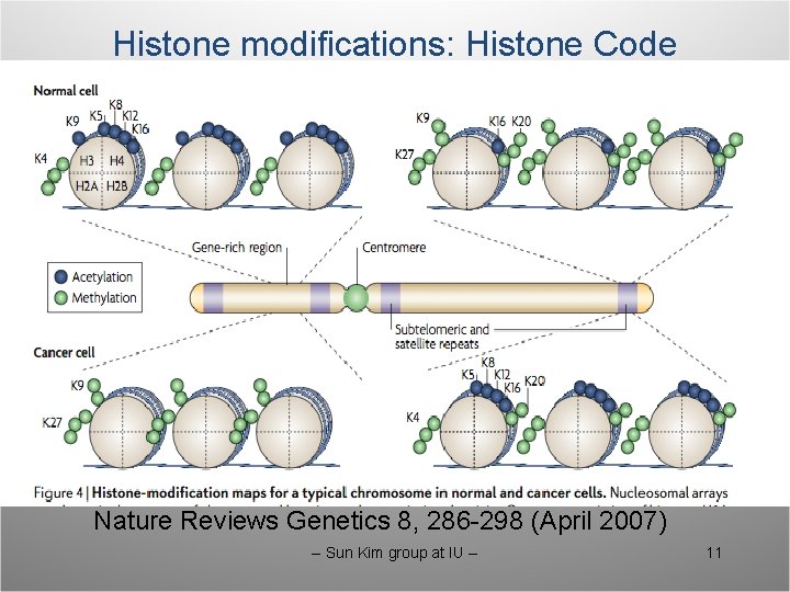 Histone modifications: Histone Code Nature Reviews Genetics 8, 286 -298 (April 2007) -- Sun