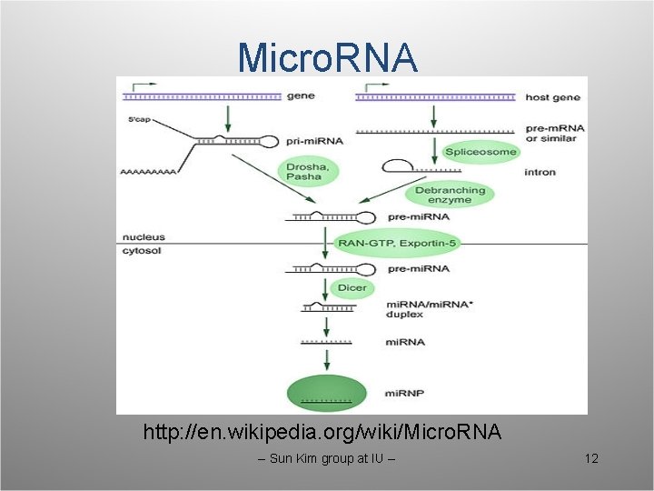 Micro. RNA http: //en. wikipedia. org/wiki/Micro. RNA -- Sun Kim group at IU --