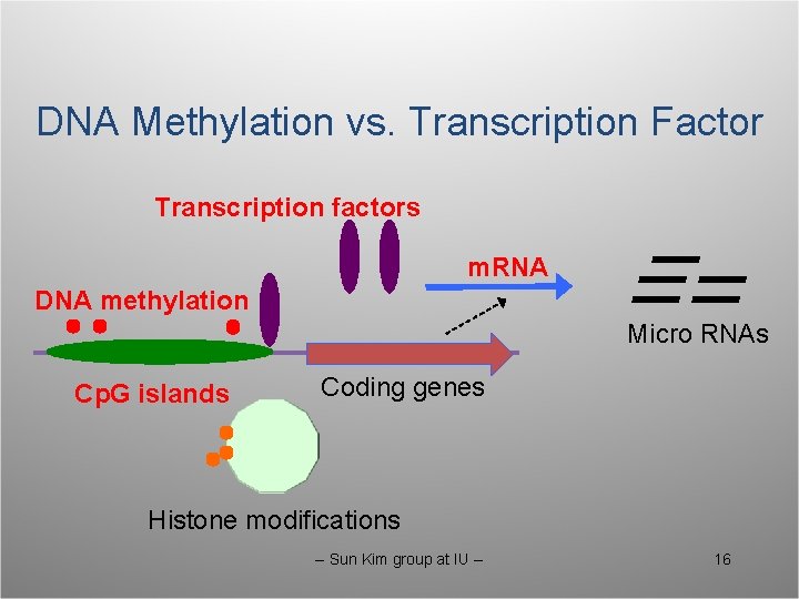 DNA Methylation vs. Transcription Factor Transcription factors m. RNA DNA methylation Micro RNAs Cp.