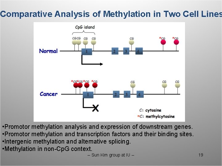 Comparative Analysis of Methylation in Two Cell Lines • Promotor methylation analysis and expression