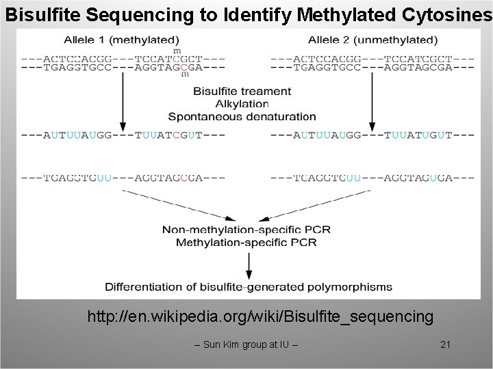 Bisulfite Sequencing to Identify Methylated Cytosines http: //en. wikipedia. org/wiki/Bisulfite_sequencing -- Sun Kim group