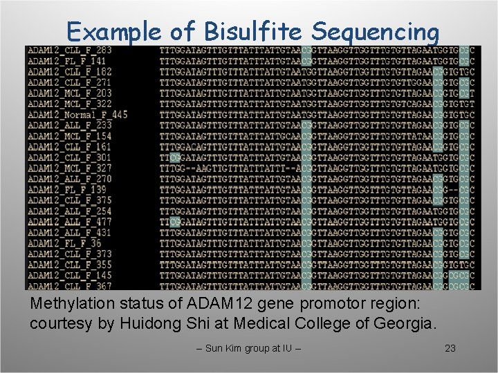 Example of Bisulfite Sequencing Methylation status of ADAM 12 gene promotor region: courtesy by