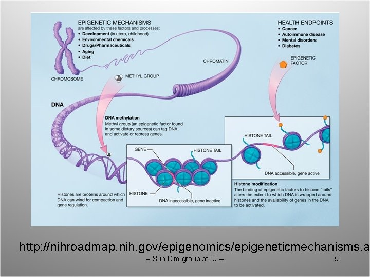 http: //nihroadmap. nih. gov/epigenomics/epigeneticmechanisms. a -- Sun Kim group at IU -- 5 