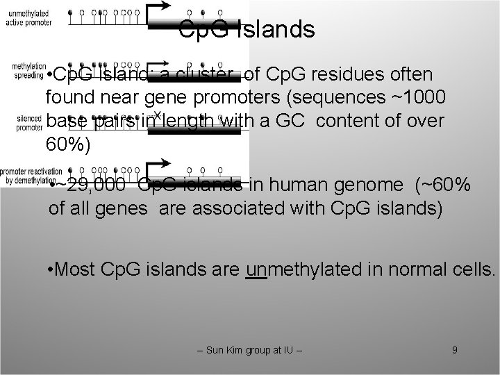 Cp. G Islands • Cp. G island: a cluster of Cp. G residues often