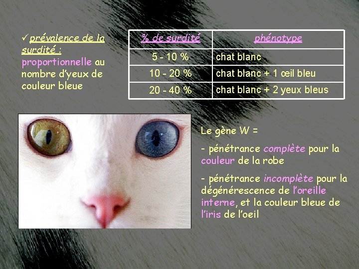 Pelage Blanc Et Surdite Chez Le Chien Ernwein