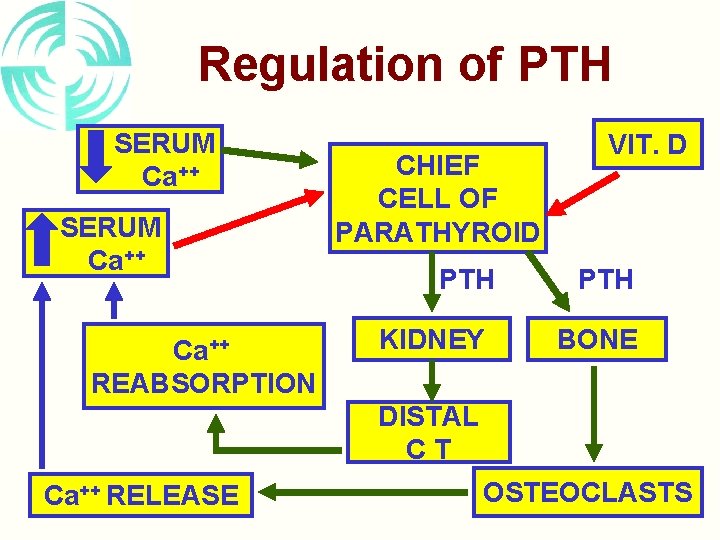 Regulation of PTH SERUM Ca++ REABSORPTION CHIEF CELL OF PARATHYROID PTH KIDNEY VIT. D