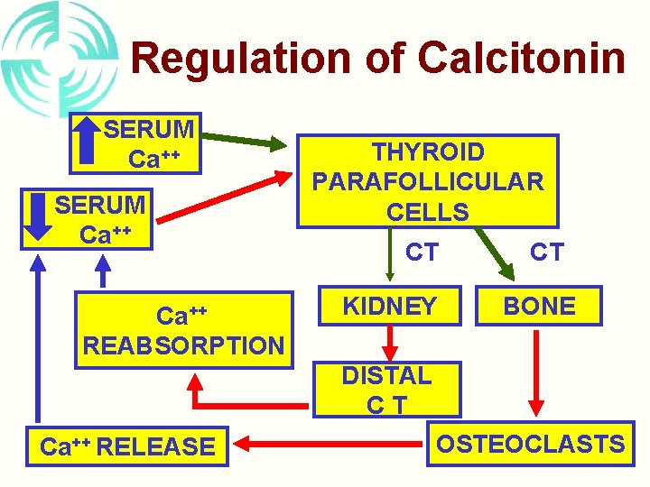 Regulation of Calcitonin SERUM Ca++ REABSORPTION THYROID PARAFOLLICULAR CELLS CT KIDNEY CT BONE DISTAL