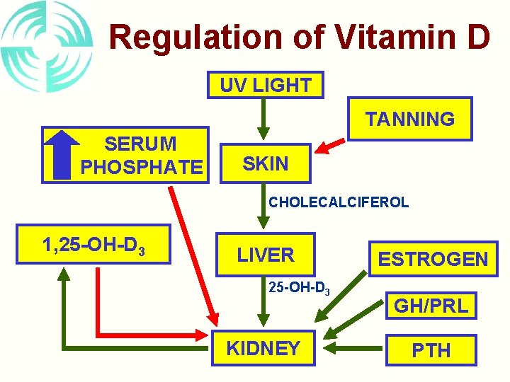 Regulation of Vitamin D UV LIGHT TANNING SERUM PHOSPHATE SKIN CHOLECALCIFEROL 1, 25 -OH-D