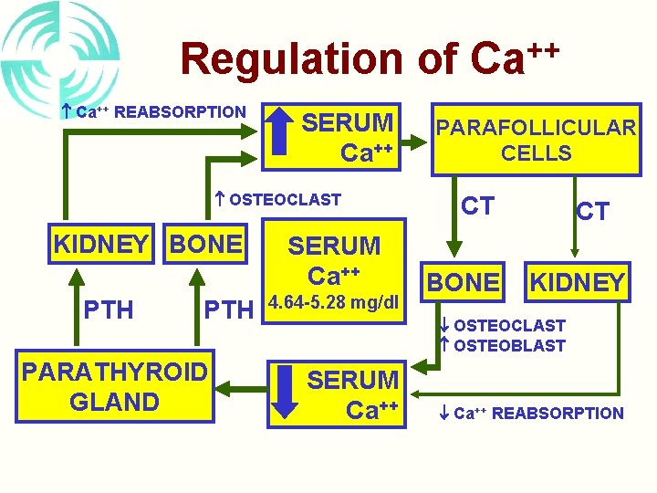 Regulation of Ca++ REABSORPTION SERUM Ca++ OSTEOCLAST KIDNEY BONE PTH PARATHYROID GLAND SERUM Ca++