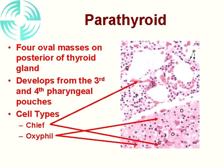 Parathyroid • Four oval masses on posterior of thyroid gland • Develops from the