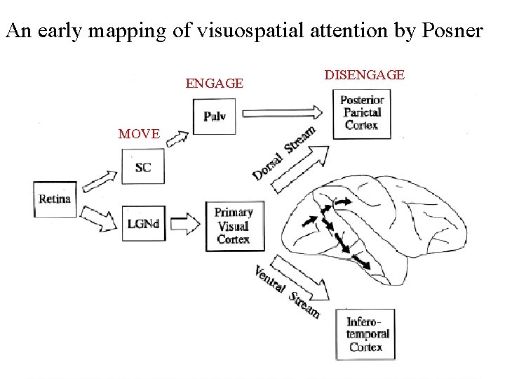 An early mapping of visuospatial attention by Posner ENGAGE MOVE DISENGAGE 