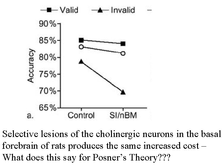 Selective lesions of the cholinergic neurons in the basal forebrain of rats produces the