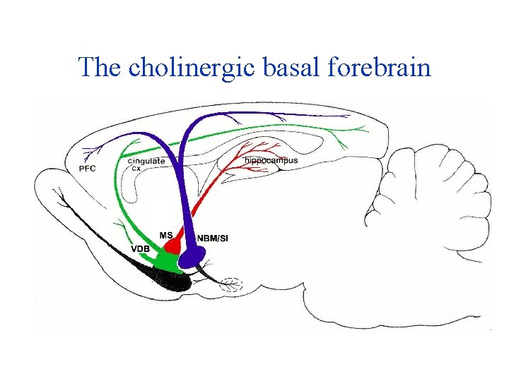 The cholinergic basal forebrain 