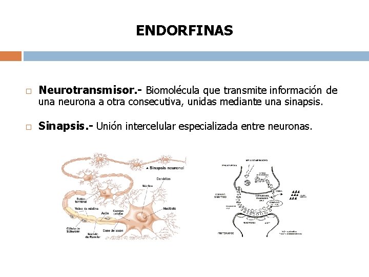 ENDORFINAS Neurotransmisor. - Biomolécula que transmite información de Sinapsis. - Unión intercelular especializada entre