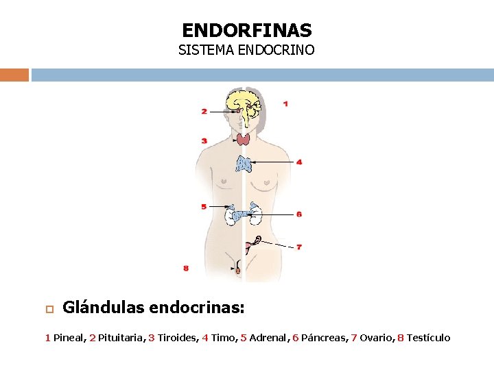 ENDORFINAS SISTEMA ENDOCRINO Glándulas endocrinas: 1 Pineal, 2 Pituitaria, 3 Tiroides, 4 Timo, 5