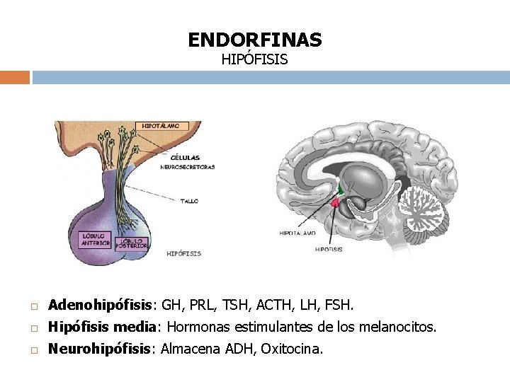 ENDORFINAS HIPÓFISIS Adenohipófisis: GH, PRL, TSH, ACTH, LH, FSH. Hipófisis media: Hormonas estimulantes de