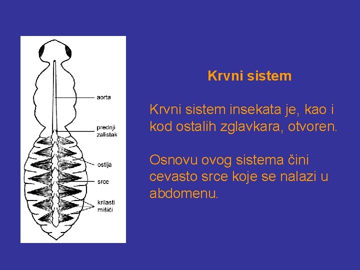 Anatomija insekata Unutranja graa tela insekata skoro da