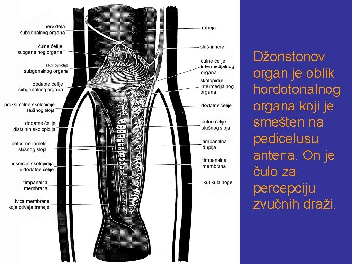 Anatomija insekata Unutranja graa tela insekata skoro da