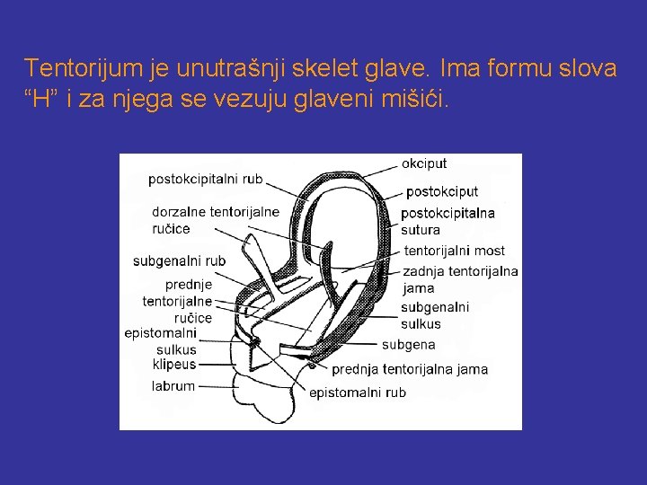Anatomija insekata Unutranja graa tela insekata skoro da