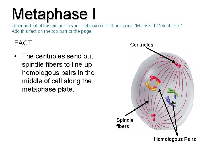 Metaphase I Draw and label this picture in your flipbook on Flipbook page “Meiosis