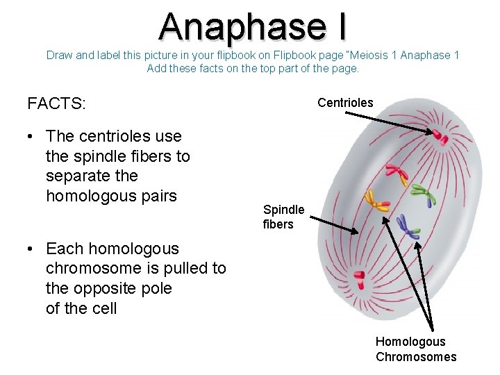 Anaphase I Draw and label this picture in your flipbook on Flipbook page “Meiosis