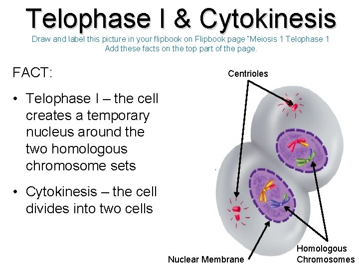 Telophase I & Cytokinesis Draw and label this picture in your flipbook on Flipbook