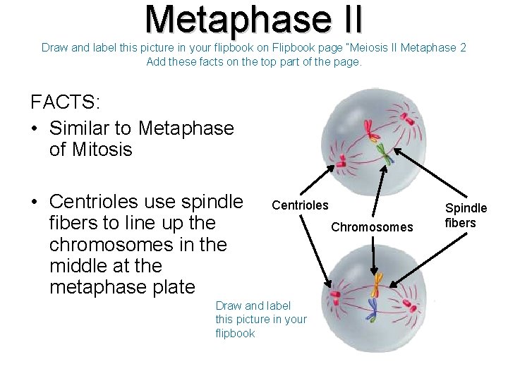 Metaphase II Draw and label this picture in your flipbook on Flipbook page “Meiosis