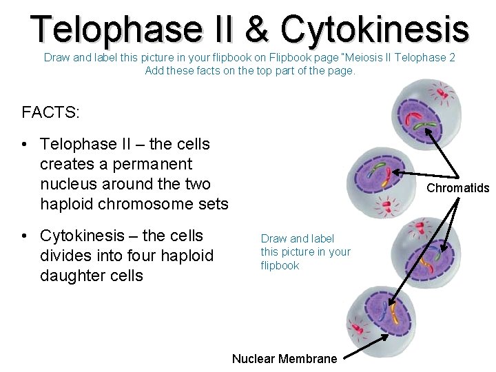 Telophase II & Cytokinesis Draw and label this picture in your flipbook on Flipbook