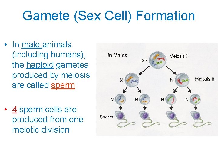 Gamete (Sex Cell) Formation • In male animals (including humans), the haploid gametes produced